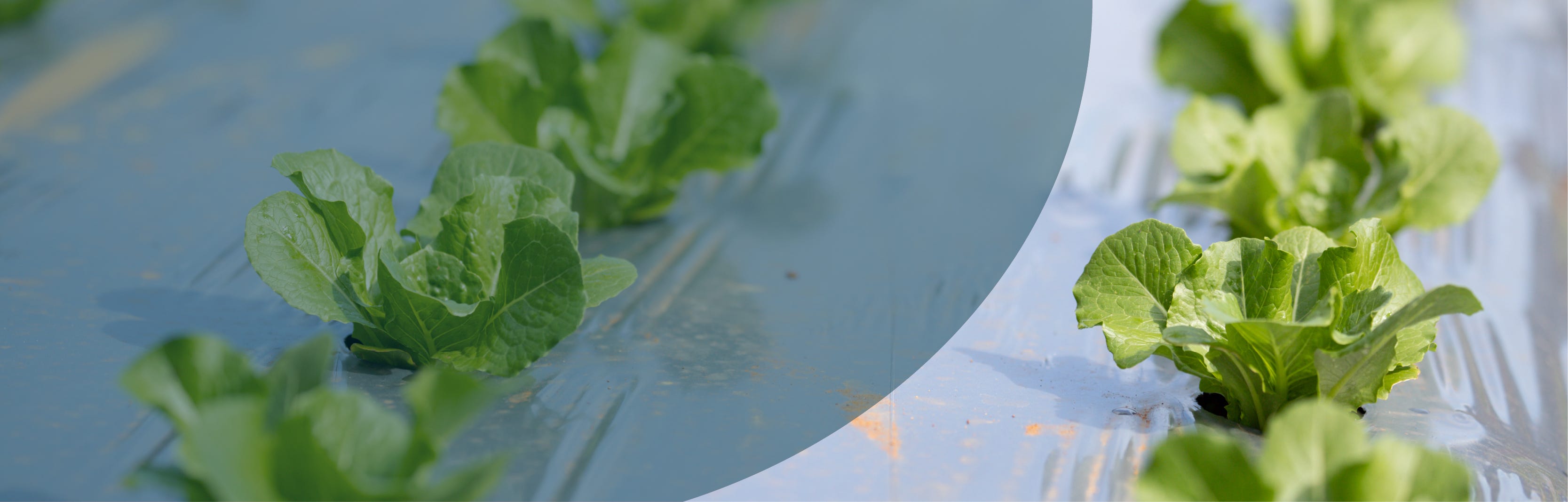 Recoltech plasticulture