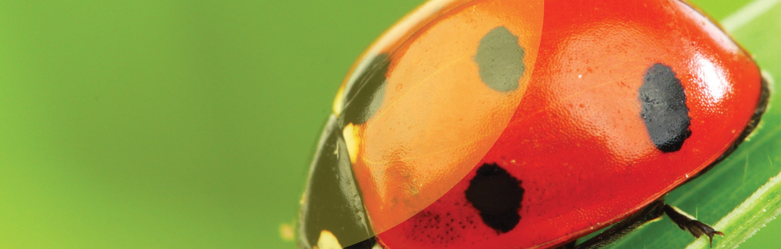 Insecticide